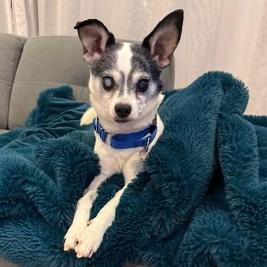 Enlarge Bruce Springsteen, an adopted mixed breed in Palatine, IL image 5/5