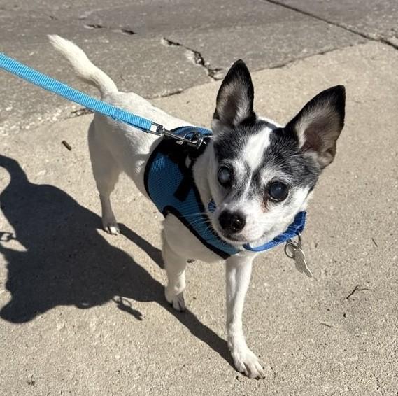 Enlarge Bruce Springsteen, an adopted mixed breed in Palatine, IL image 2/5