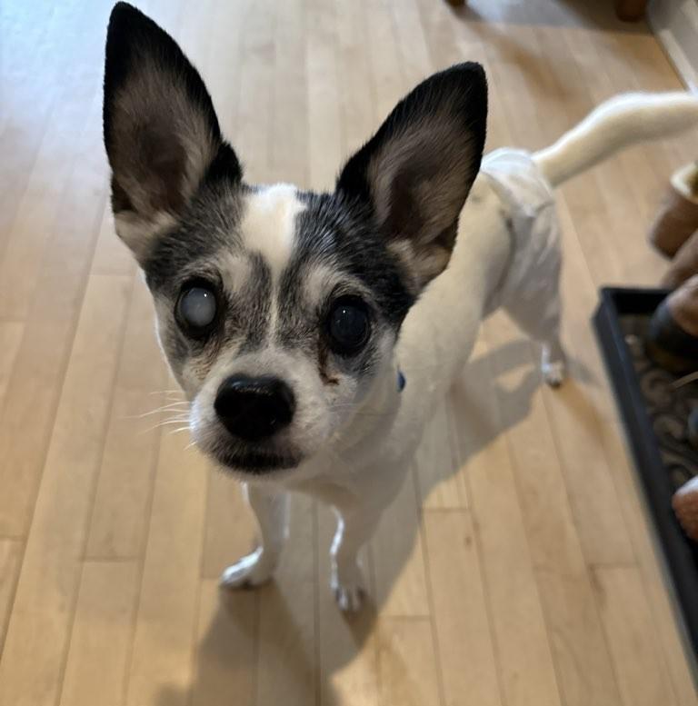 Bruce Springsteen, adopted, Senior Male Jack Russell Terrier & Mixed Breed.