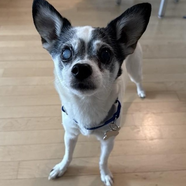 Enlarge Bruce Springsteen, an adopted mixed breed in Palatine, IL image 3/5