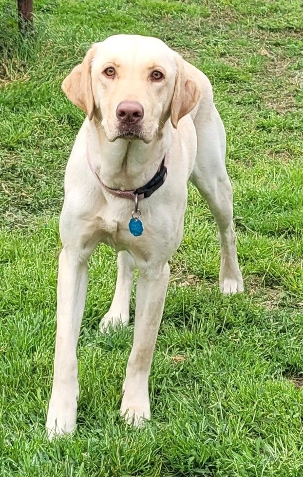 Enlarge Harlow #2, a ADOPTABLE Yellow Labrador Retriever in Killingworth, CT image 1/5
