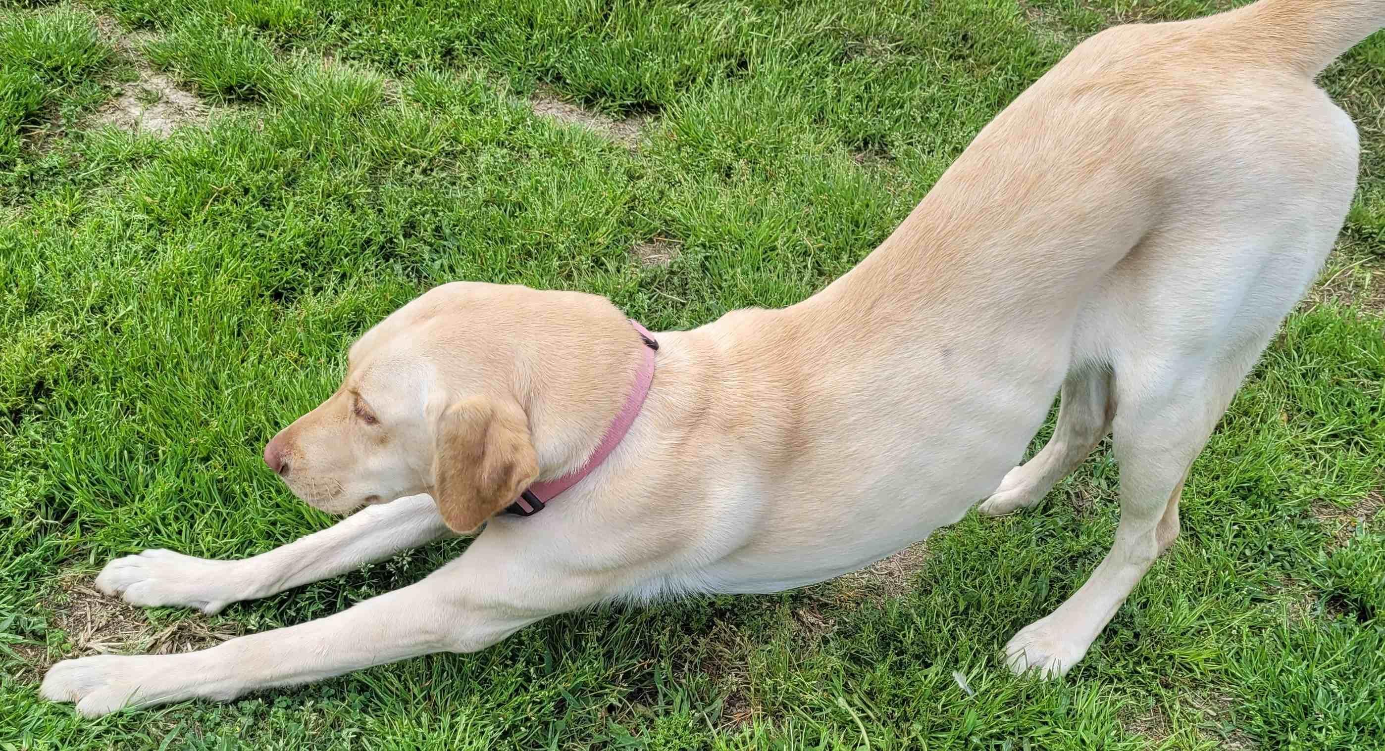 Enlarge Harlow #2, a ADOPTABLE Yellow Labrador Retriever in Killingworth, CT image 2/5