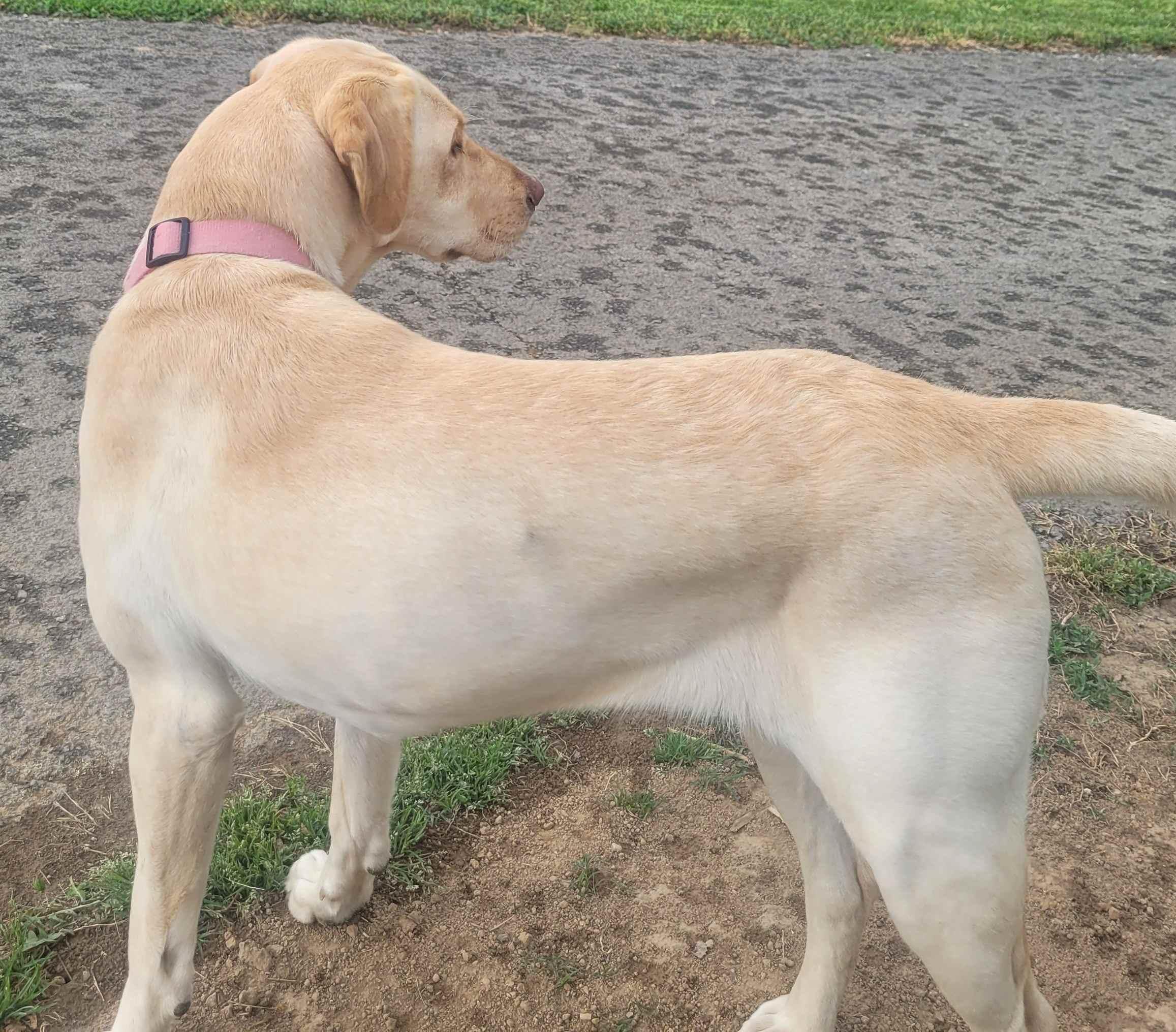 Enlarge Harlow #2, a ADOPTABLE Yellow Labrador Retriever in Killingworth, CT image 4/5