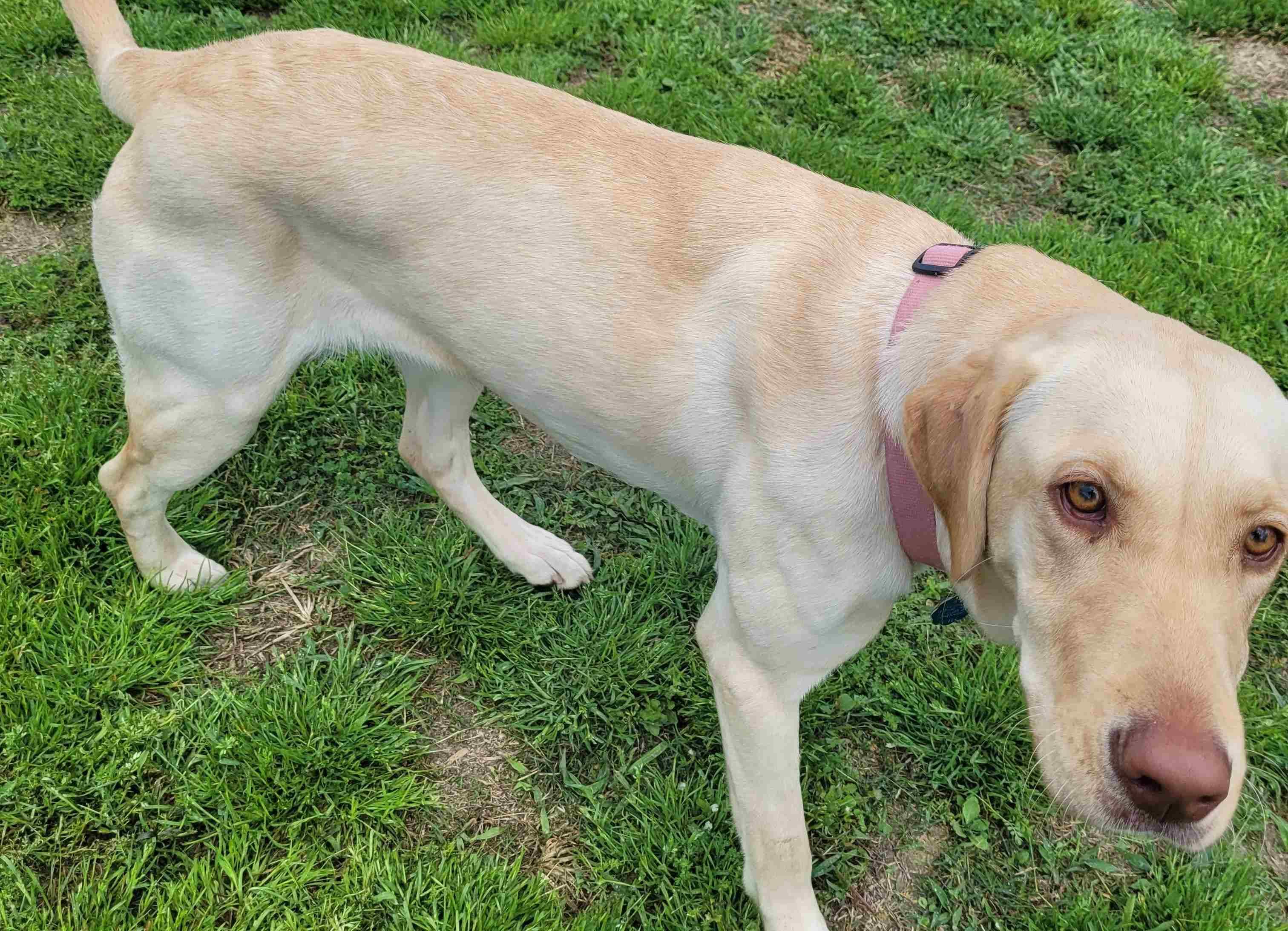 Enlarge Harlow #2, a ADOPTABLE Yellow Labrador Retriever in Killingworth, CT image 3/5