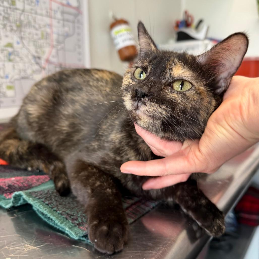 Cranberry, Adoptable, Adult Female Domestic Short Hair.