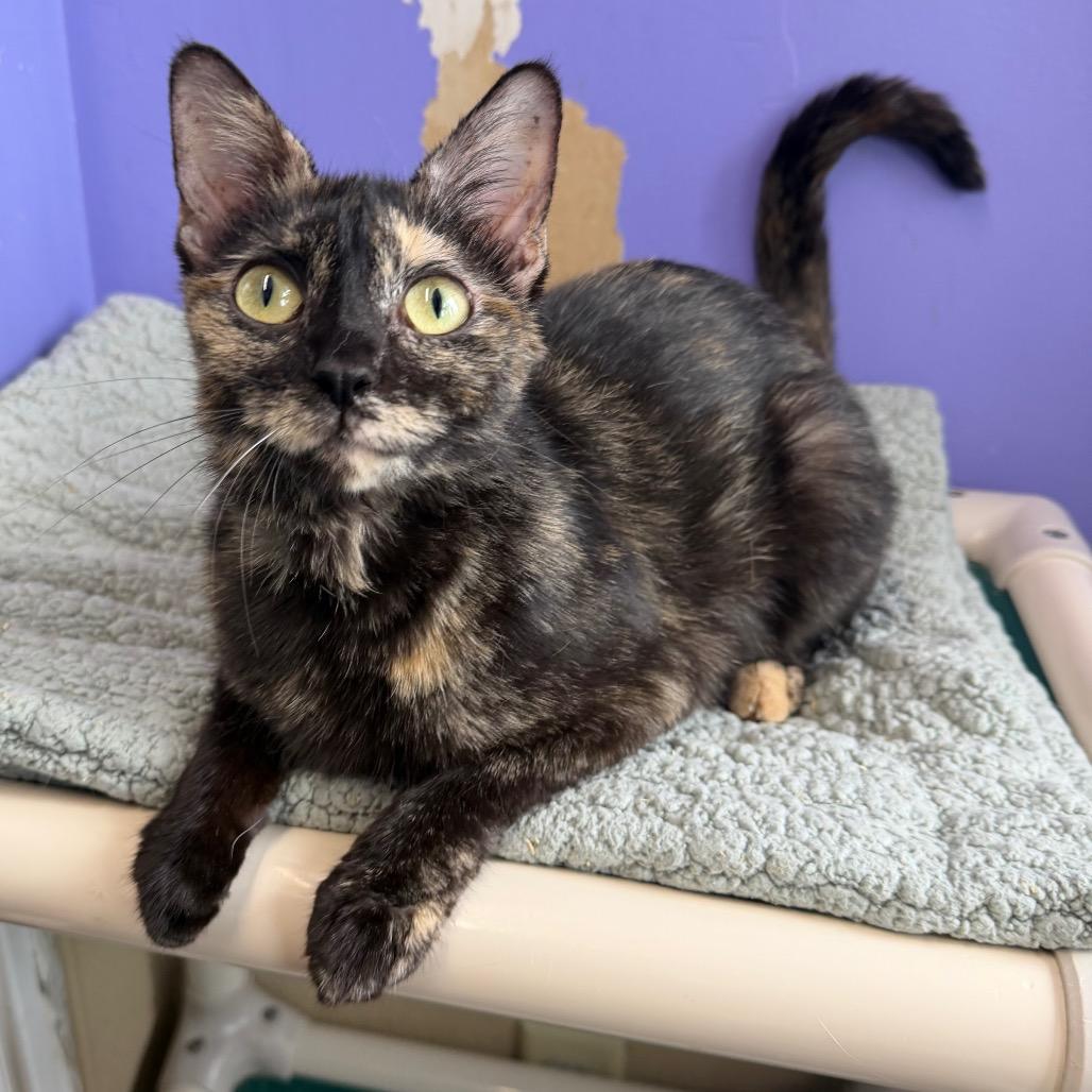 Cranberry, a Adoptable Domestic Short Hair in Mankato, MN image 2/3