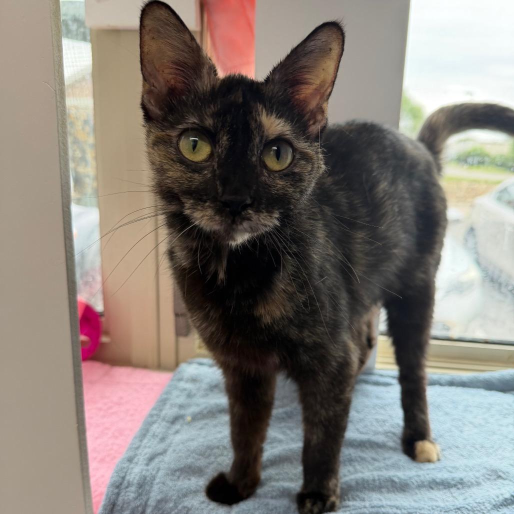 Cranberry, a Adoptable Domestic Short Hair in Mankato, MN image 3/3