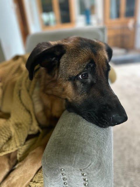 Remy, a Adoptable German Shepherd Dog in Island Lake, IL image 3/3