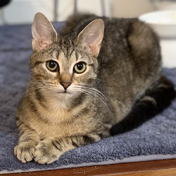 Nina Simone, an adopted Domestic Short Hair in brooklyn, NY image 1/6