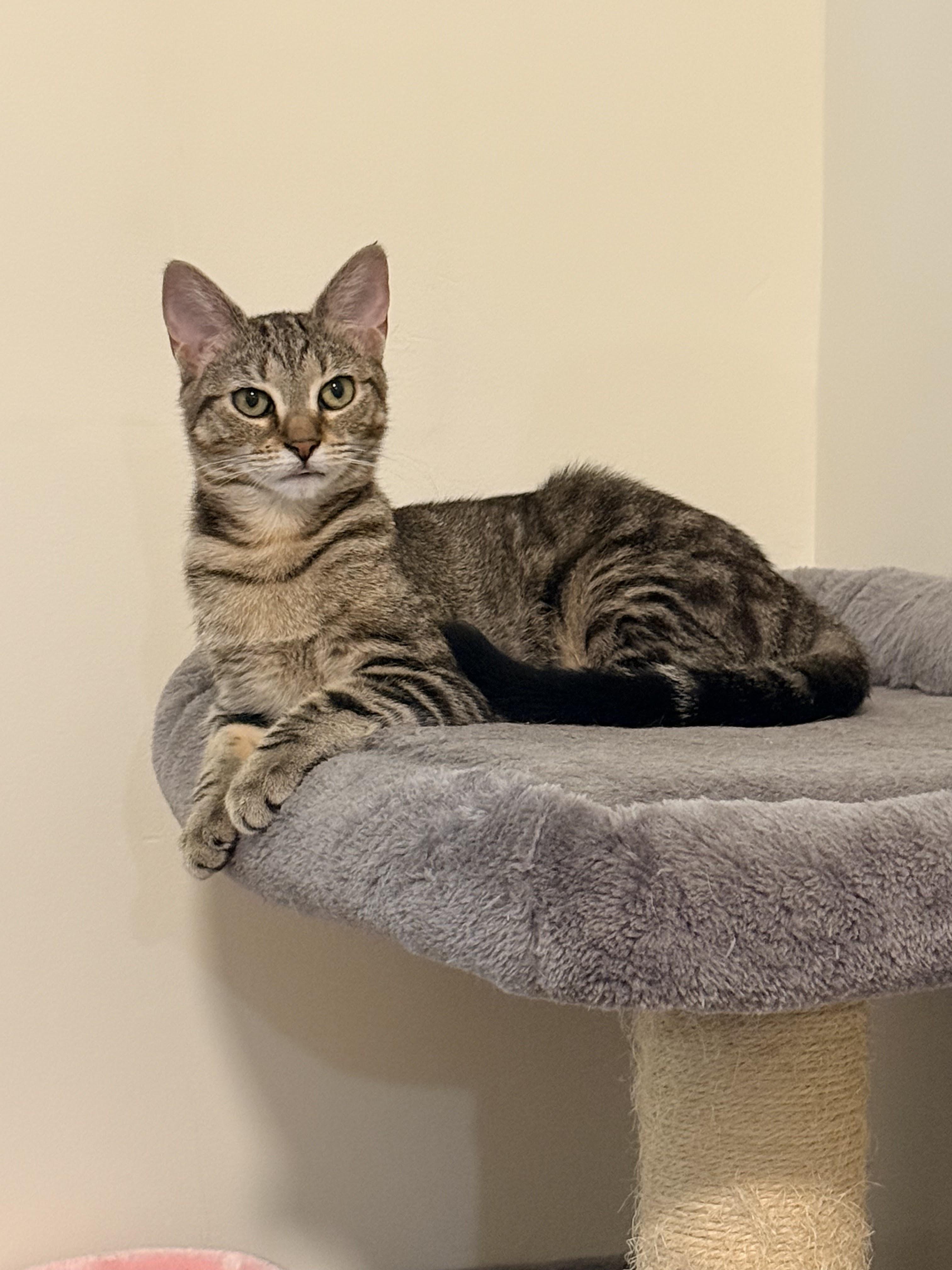 Nina Simone, an adopted Domestic Short Hair in brooklyn, NY image 4/6