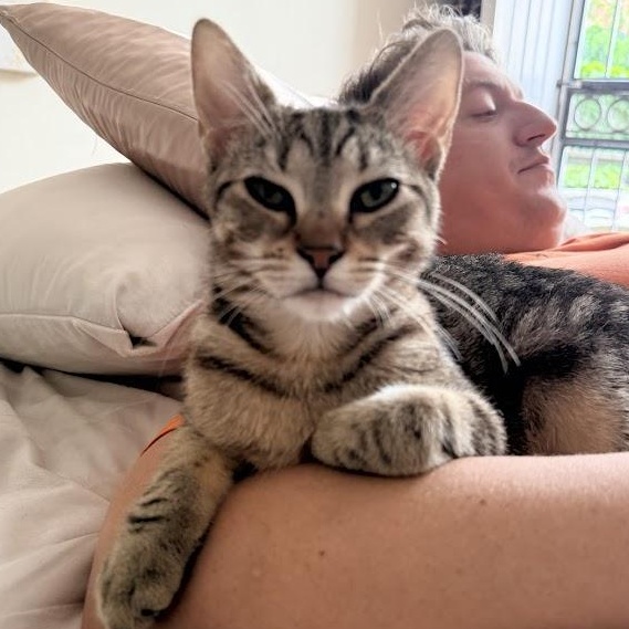 Nina Simone, an adopted Domestic Short Hair in brooklyn, NY image 2/6