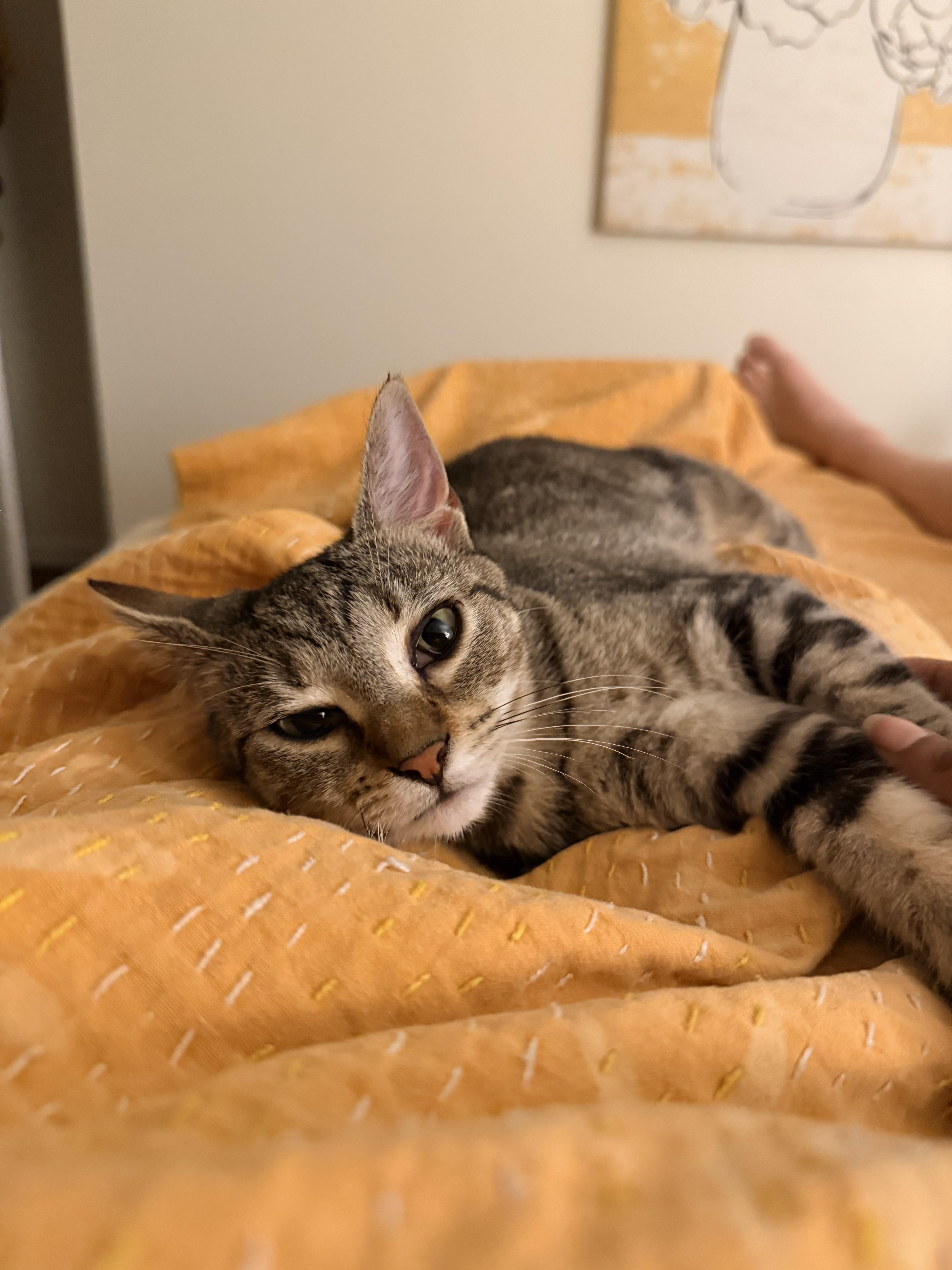 Nina Simone, an adopted Domestic Short Hair in brooklyn, NY image 3/6