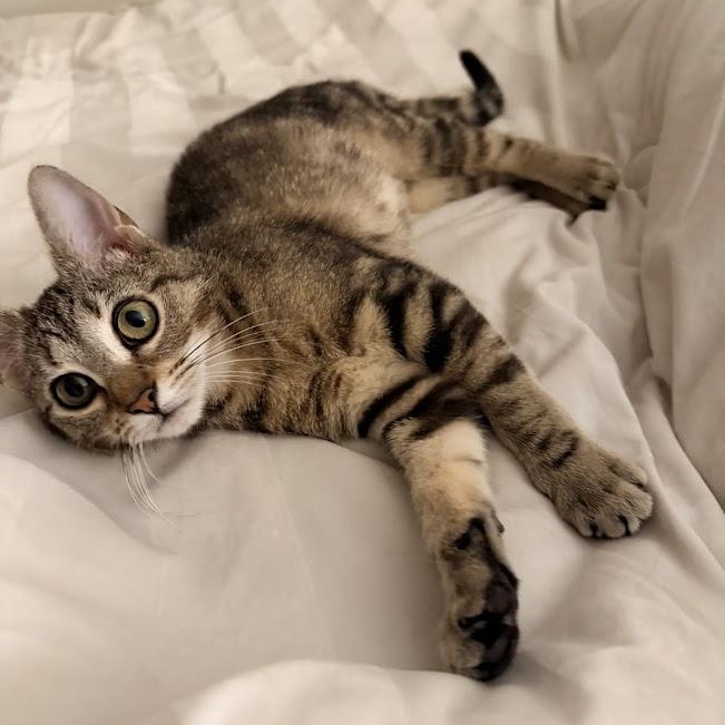 Nina Simone, an adopted Domestic Short Hair in brooklyn, NY image 5/6