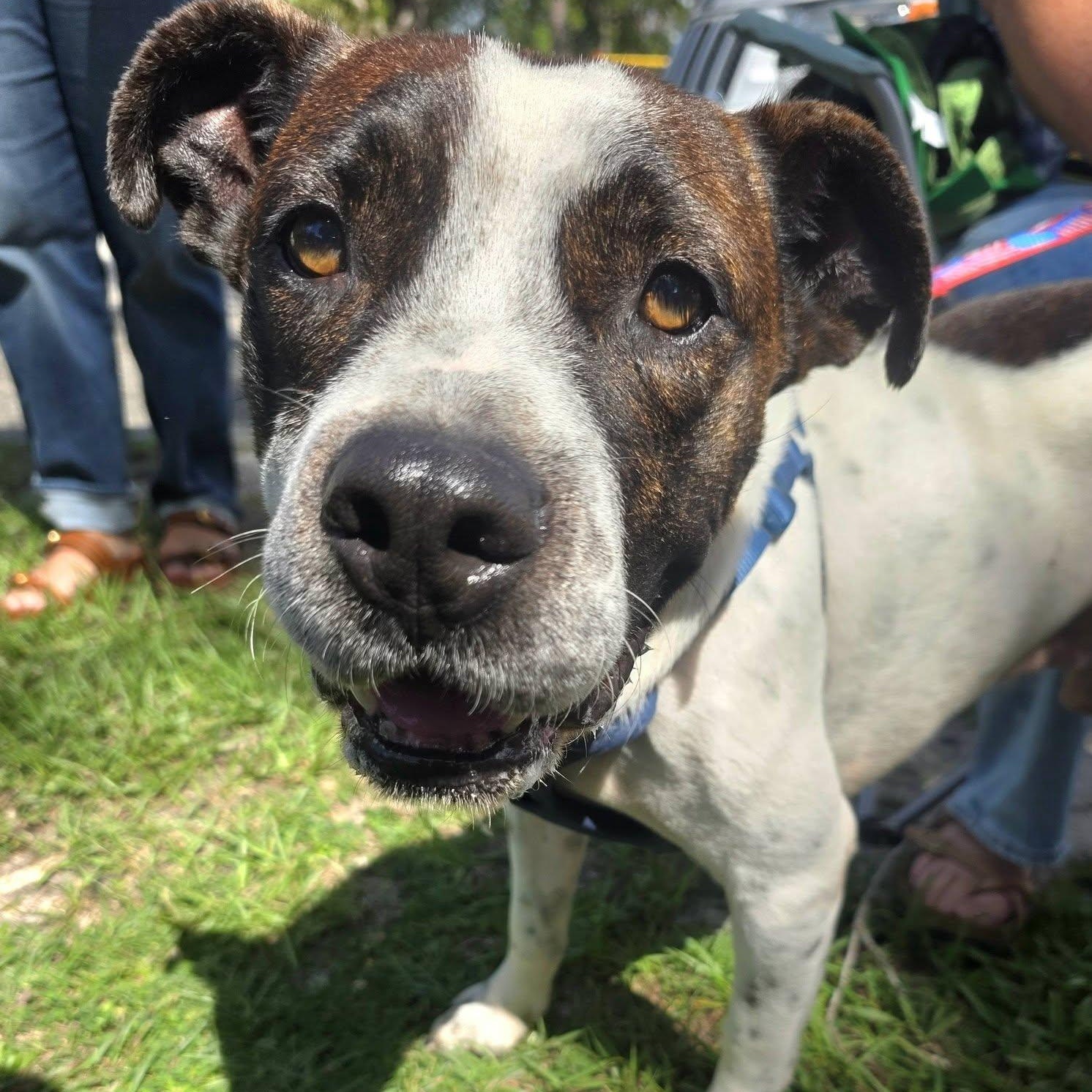 Enlarge Bodhi, a Adoptable mixed breed in Palm Bay, FL image 2/6
