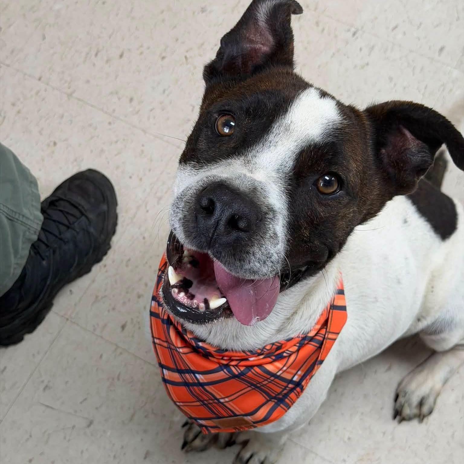 Enlarge Bodhi, a Adoptable mixed breed in Palm Bay, FL image 3/6