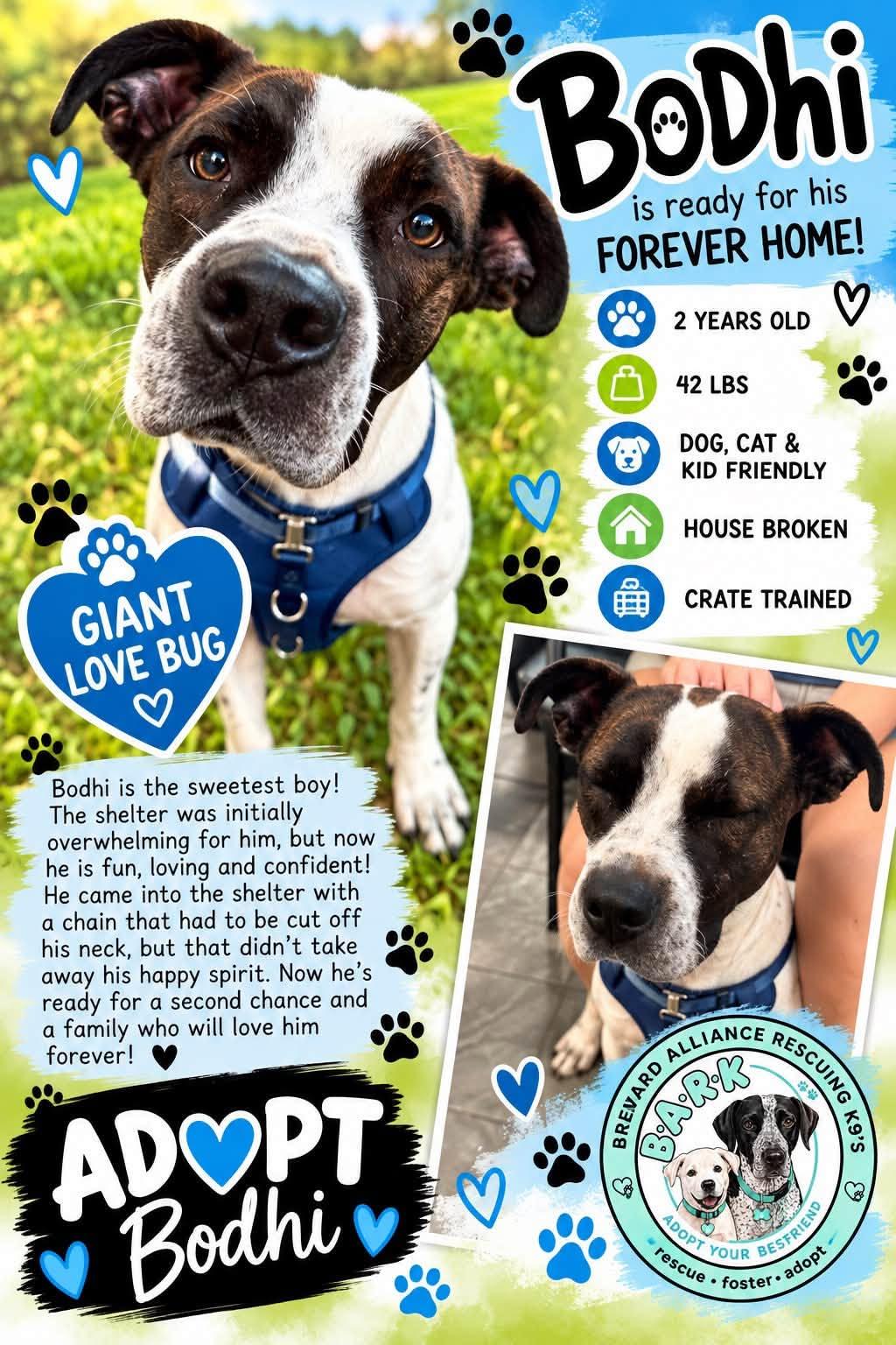 Enlarge Bodhi, a Adoptable mixed breed in Palm Bay, FL image 4/6