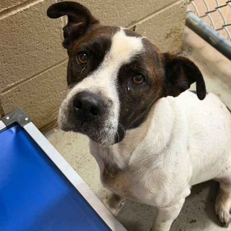 Enlarge Bodhi, a Adoptable mixed breed in Palm Bay, FL image 5/6
