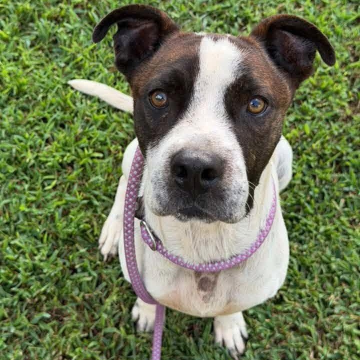 Enlarge Bodhi, a Adoptable mixed breed in Palm Bay, FL image 6/6