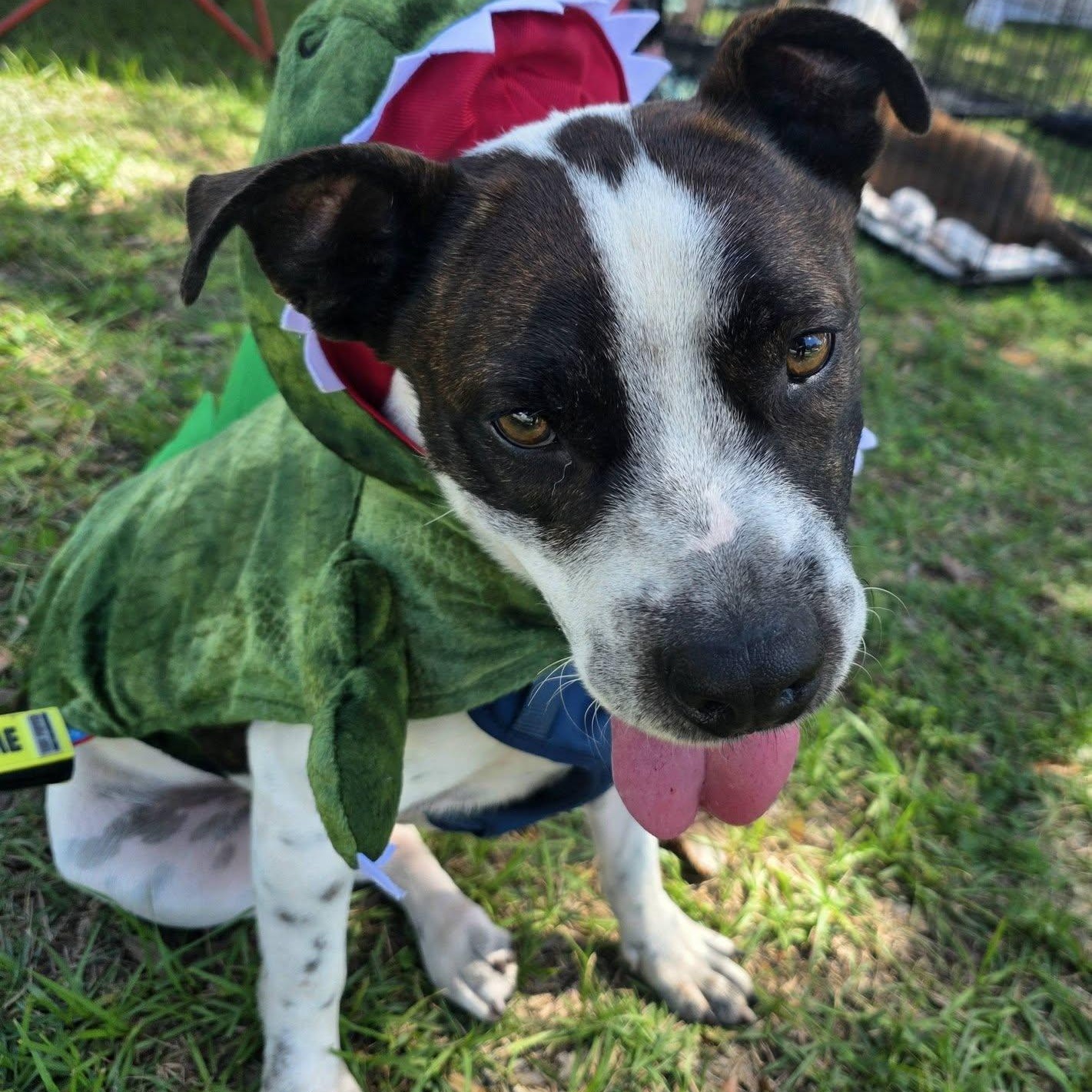 Bodhi, Adoptable, Adult Male Pit Bull Terrier & Basset Hound.
