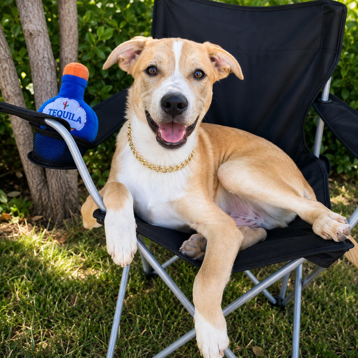 Ragnar, a ADOPTABLE mixed breed in Lodi, CA image 3/6