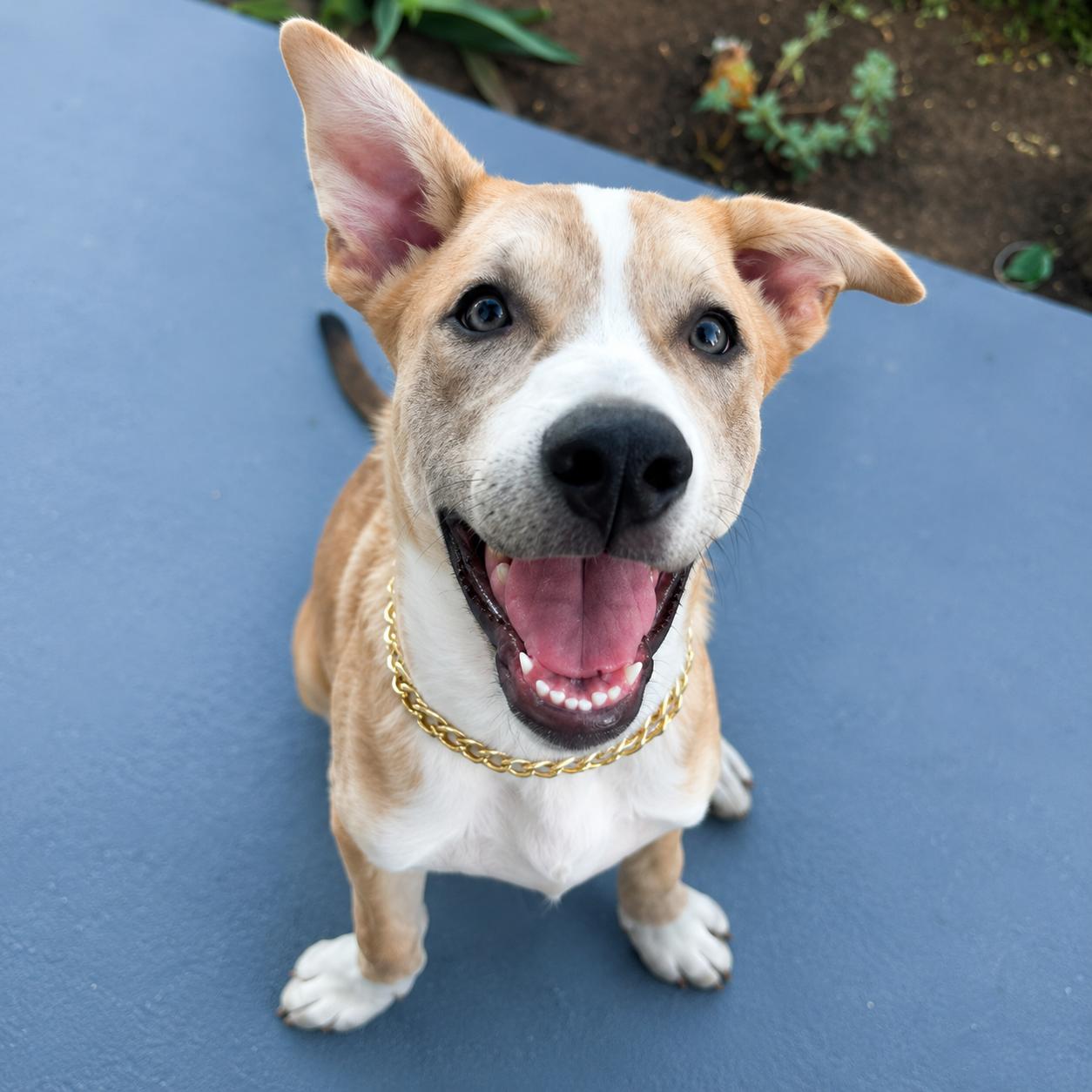 Ragnar, a ADOPTABLE mixed breed in Lodi, CA image 6/6