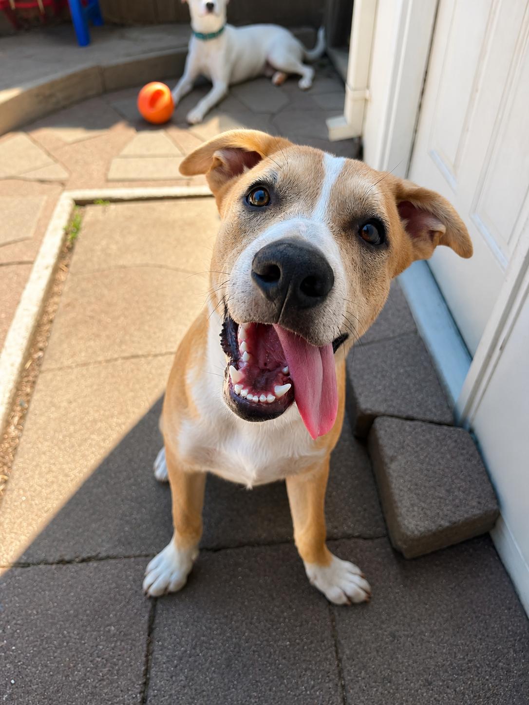 Ragnar, a ADOPTABLE mixed breed in Lodi, CA image 2/6