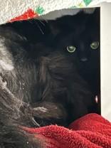Nizmo, ADOPTABLE, Adult Male Domestic Short Hair.