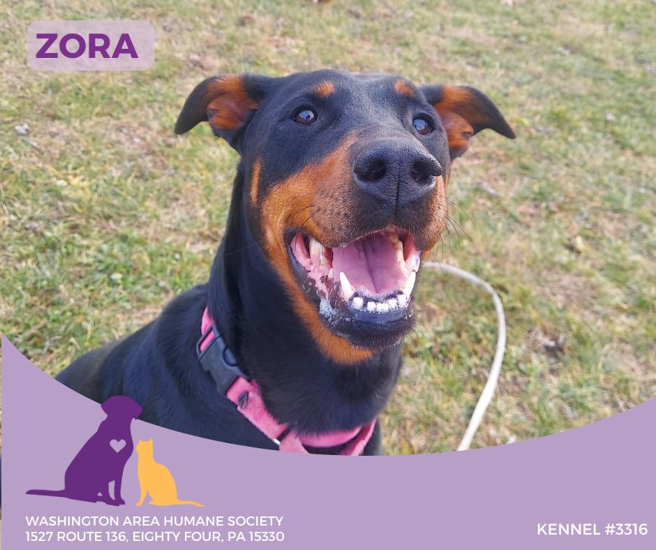 Zora, a Adoptable Doberman Pinscher in Eighty Four, PA image 1/2