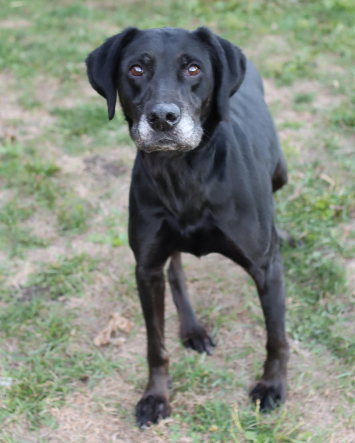 Enlarge Roman, a Adoptable mixed breed in Lancaster, OH image 1/1