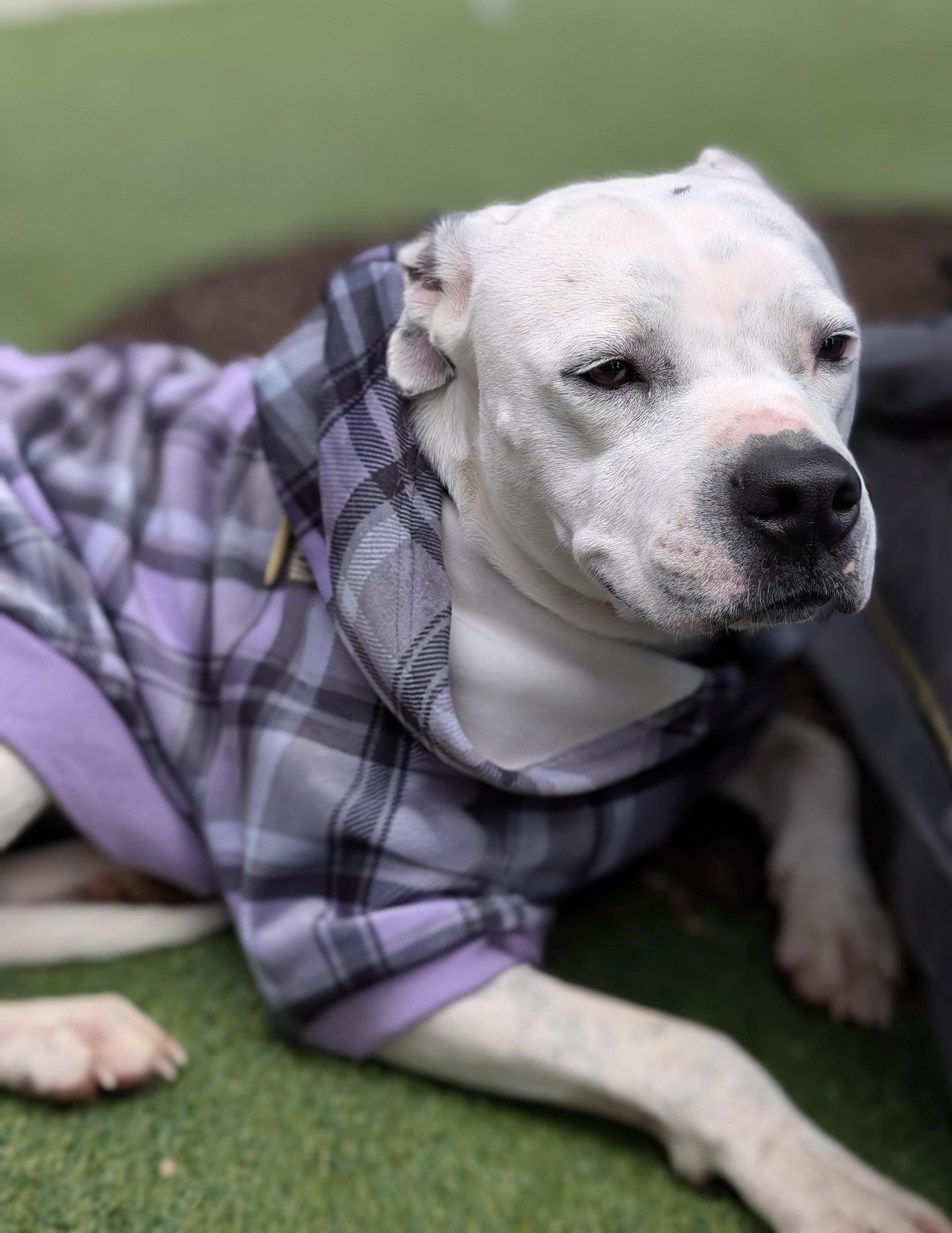 Enlarge Roxanne, a Adoptable mixed breed in Charlotte, NC image 1/1