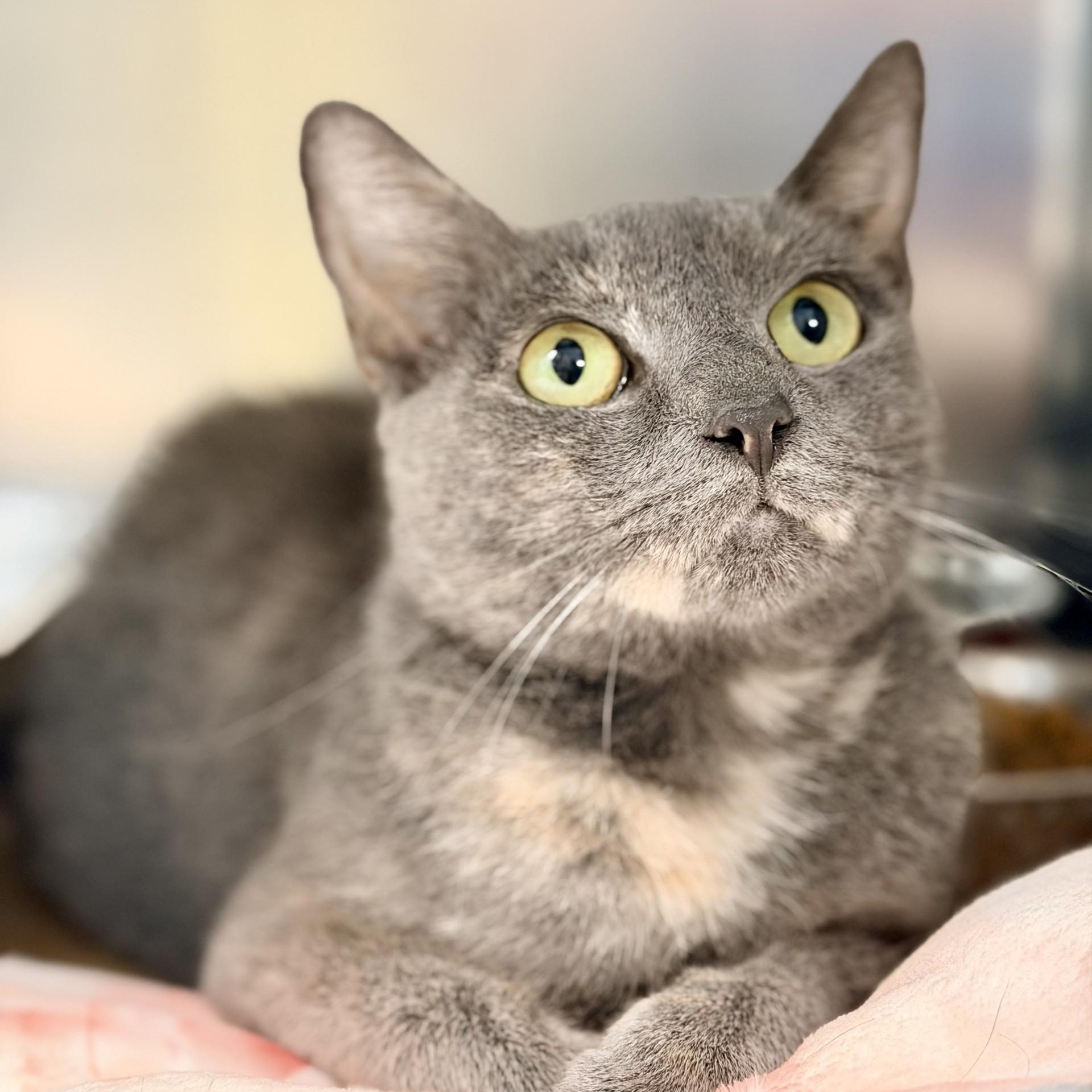 Enlarge Cinnabon, a ADOPTABLE Domestic Short Hair in Jackson, NJ image 2/2