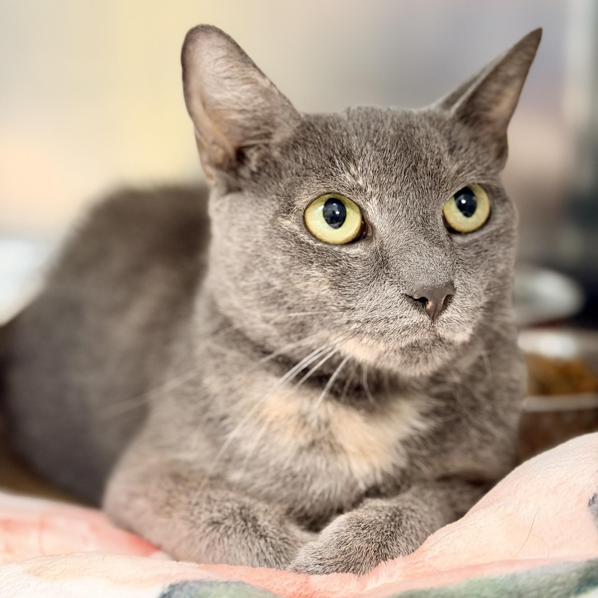Cinnabon, ADOPTABLE, Adult Female Domestic Short Hair.