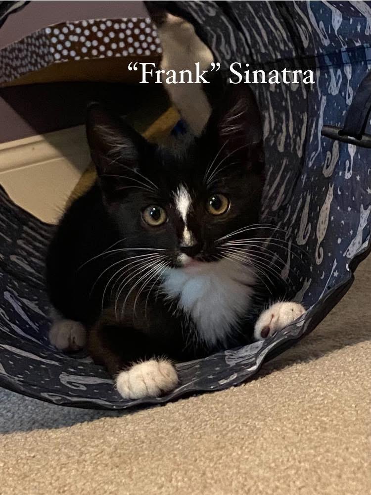 Frank, Adoptable, Kitten Male Domestic Short Hair.