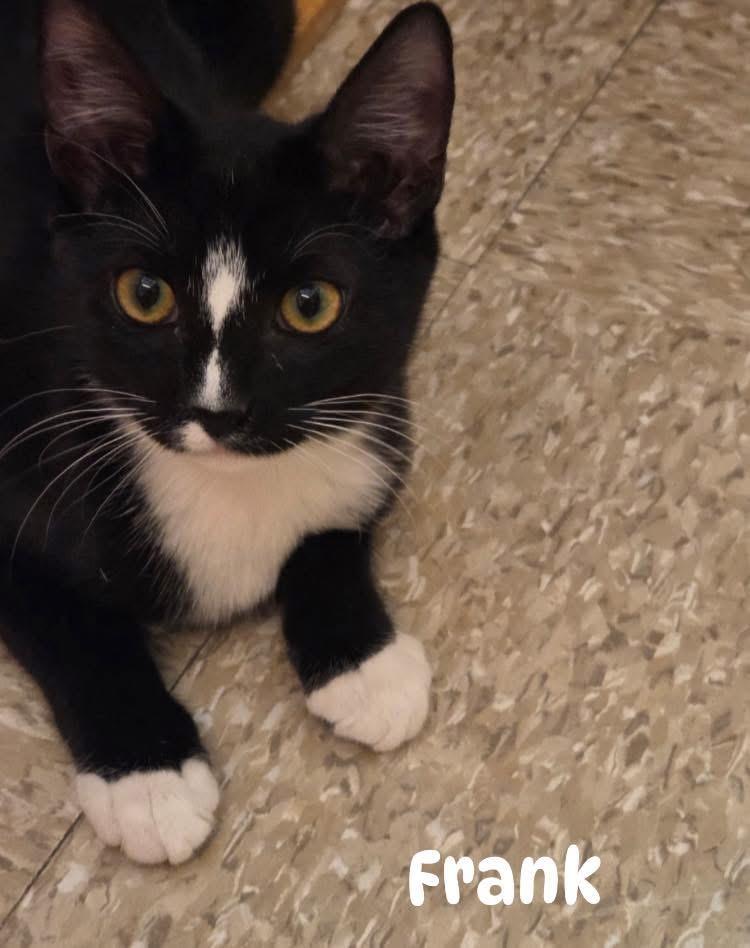 Frank, a Adoptable Domestic Short Hair in Turnersville, NJ image 1/3