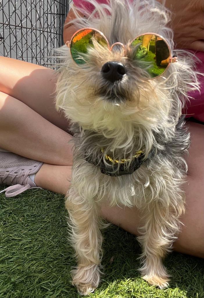 Bruno, Adopted, Young Male Yorkshire Terrier & Poodle.