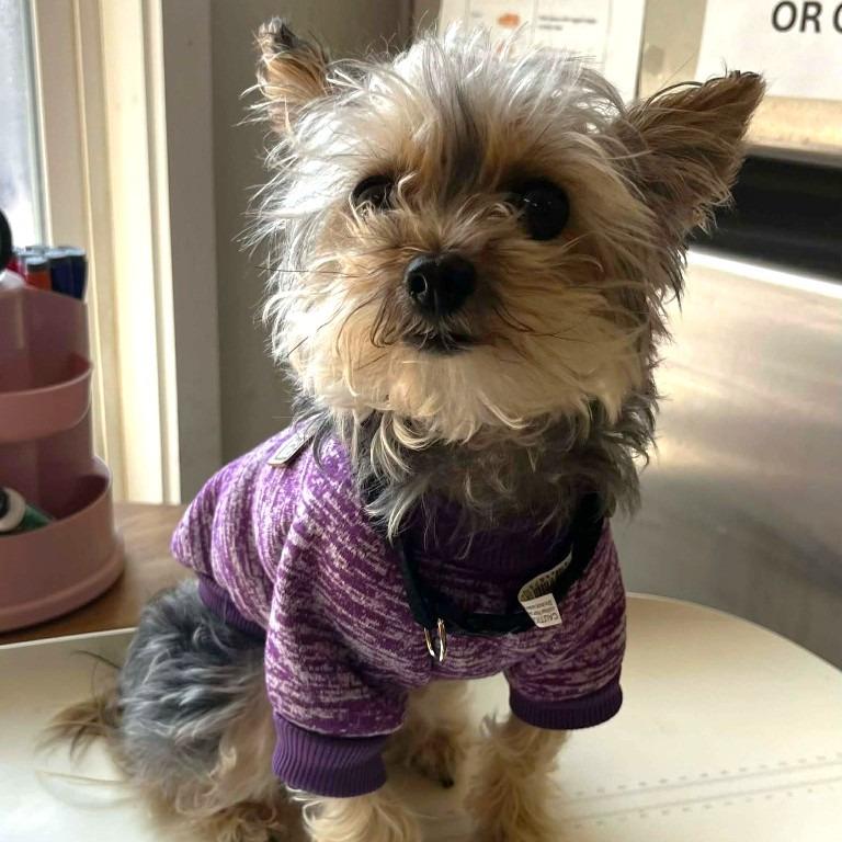 Enlarge Bruno, a Adopted mixed breed in Sunrise Beach, MO image 2/3