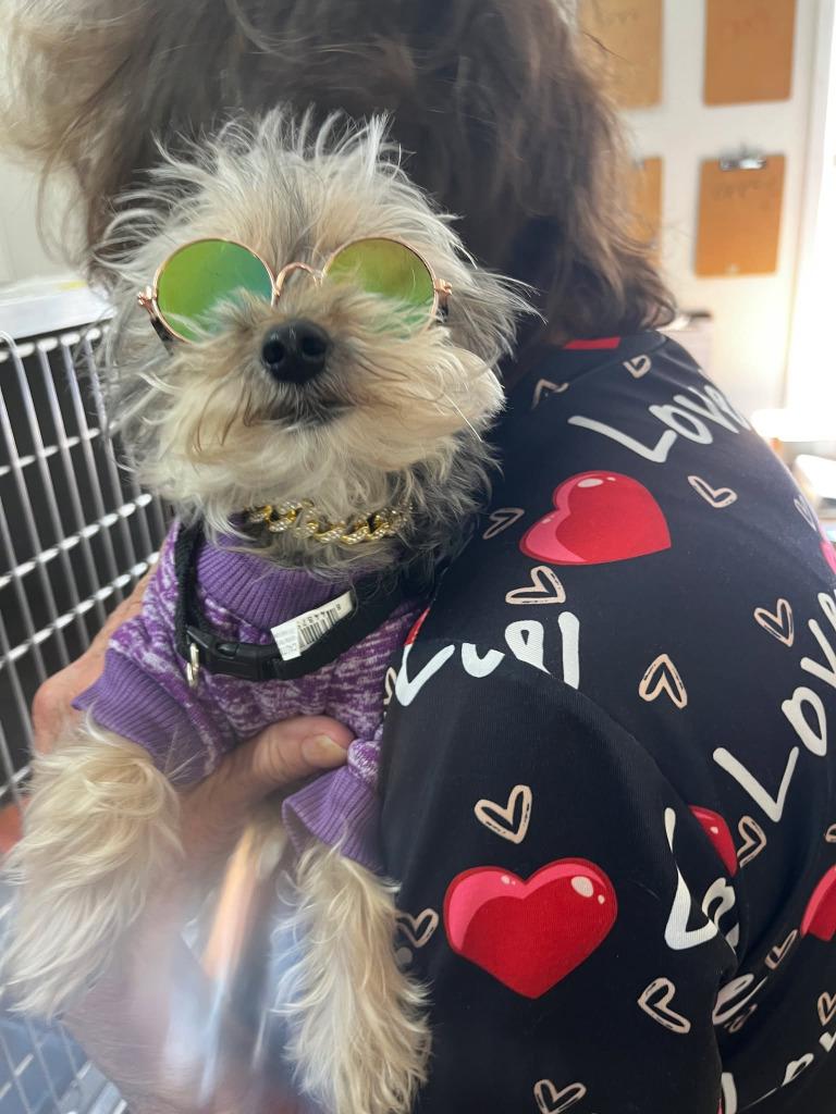 Enlarge Bruno, a Adopted mixed breed in Sunrise Beach, MO image 3/3