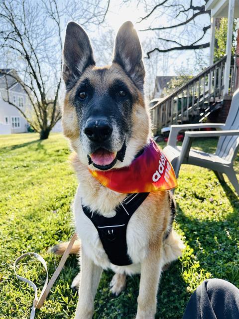 Enlarge BOGI, a Adoptable German Shepherd Dog in Charlotte, NC image 1/1