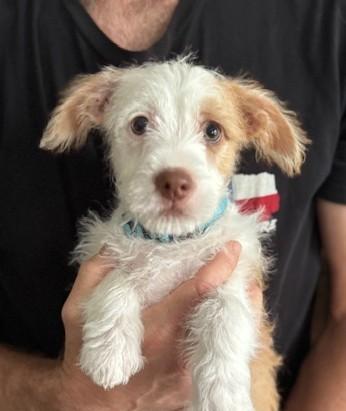 Enlarge Charlie, an adopted mixed breed in Brunswick, OH image 5/5
