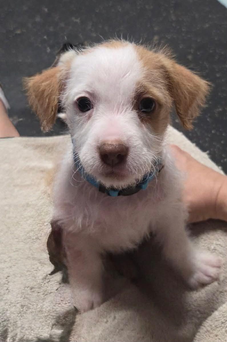 Enlarge Charlie, an adopted mixed breed in Brunswick, OH image 4/5