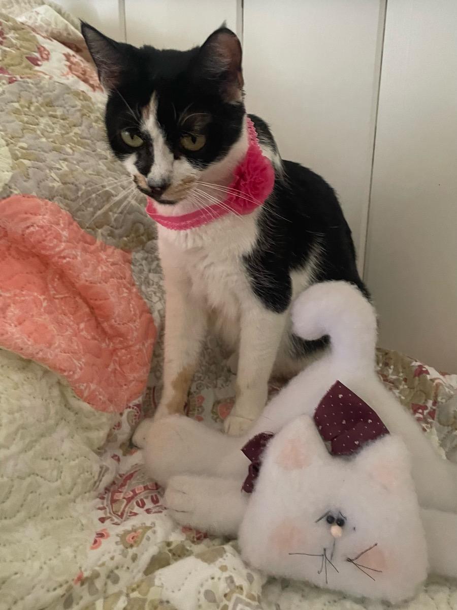 Enlarge Roxy, a ADOPTABLE Domestic Short Hair in Temecula, CA image 2/3