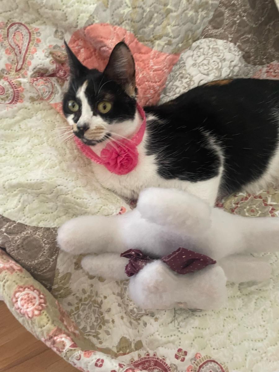 Roxy, ADOPTABLE, Young Female Domestic Short Hair.