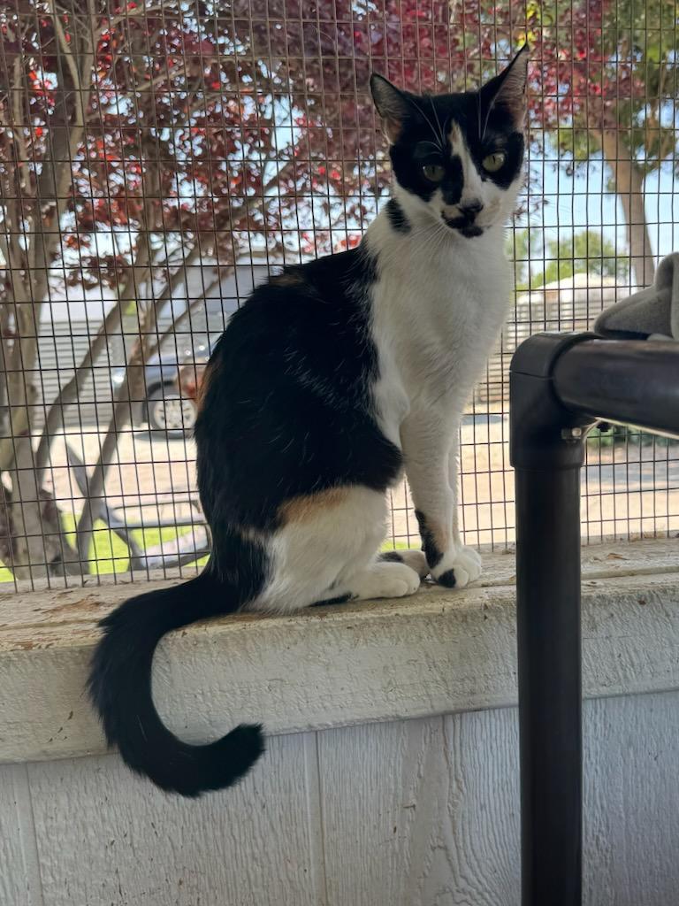 Enlarge Roxy, a ADOPTABLE Domestic Short Hair in Temecula, CA image 1/5