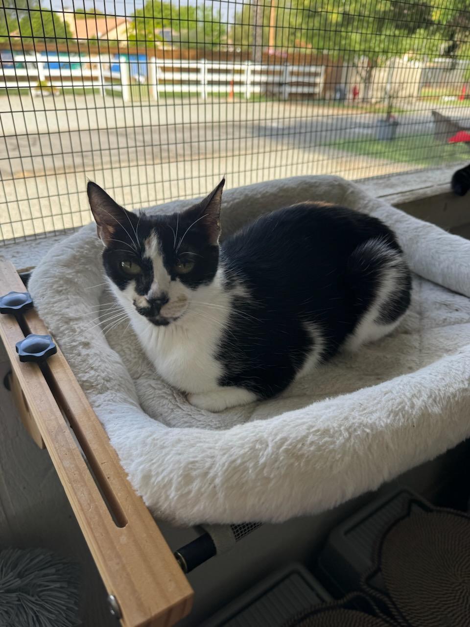 Enlarge Roxy, a ADOPTABLE Domestic Short Hair in Temecula, CA image 2/5