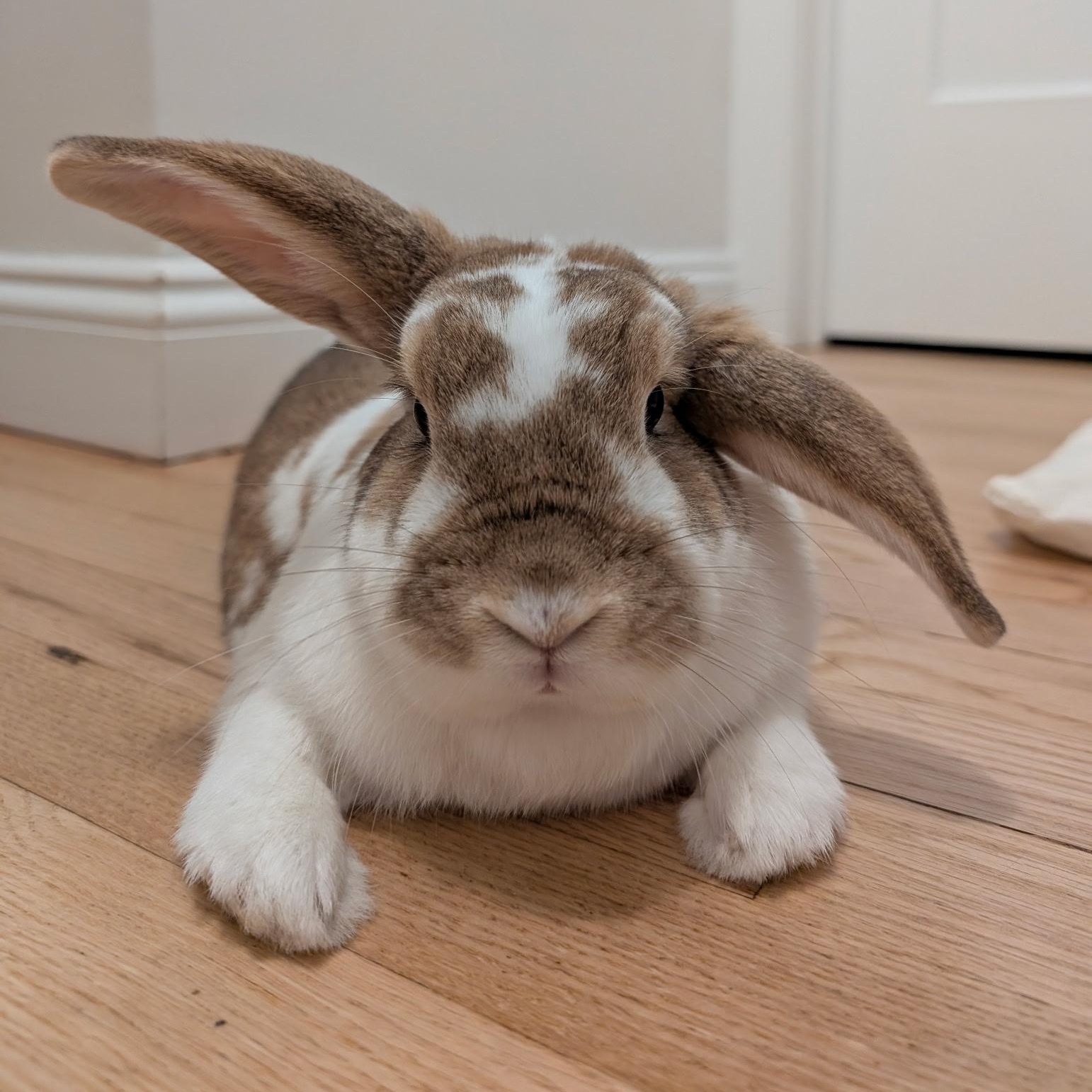 Aurora (Rory), Adult Female unknown