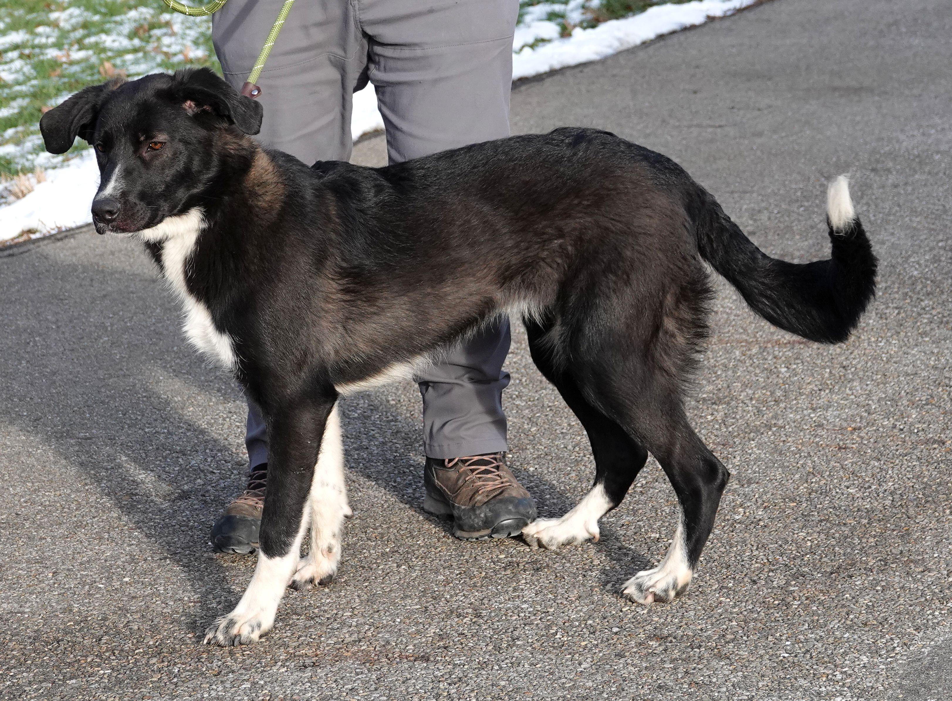 Enlarge Prima , an adoptable mixed breed in Millfield, OH image 2/3