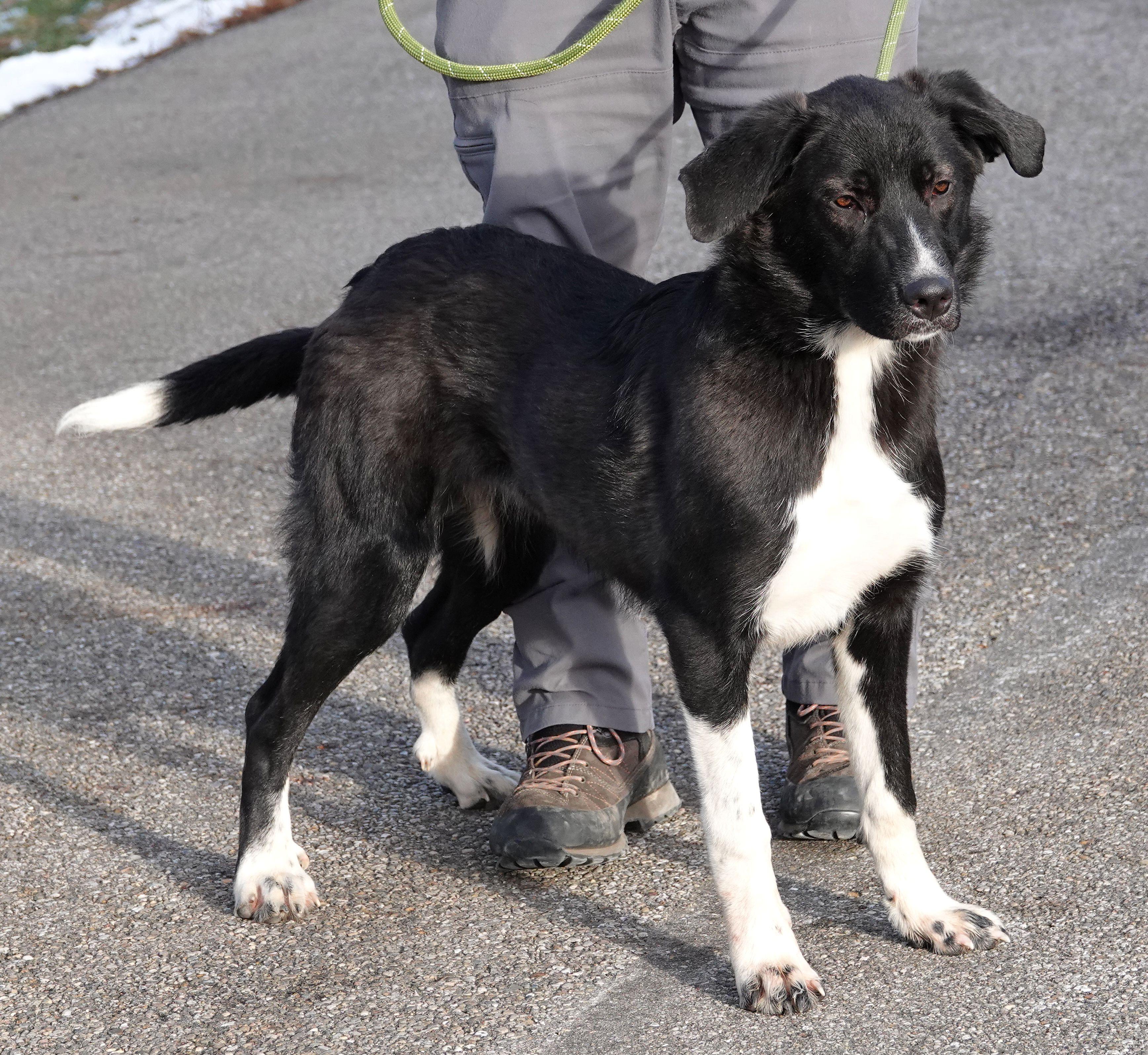 Enlarge Prima , an adoptable mixed breed in Millfield, OH image 3/3