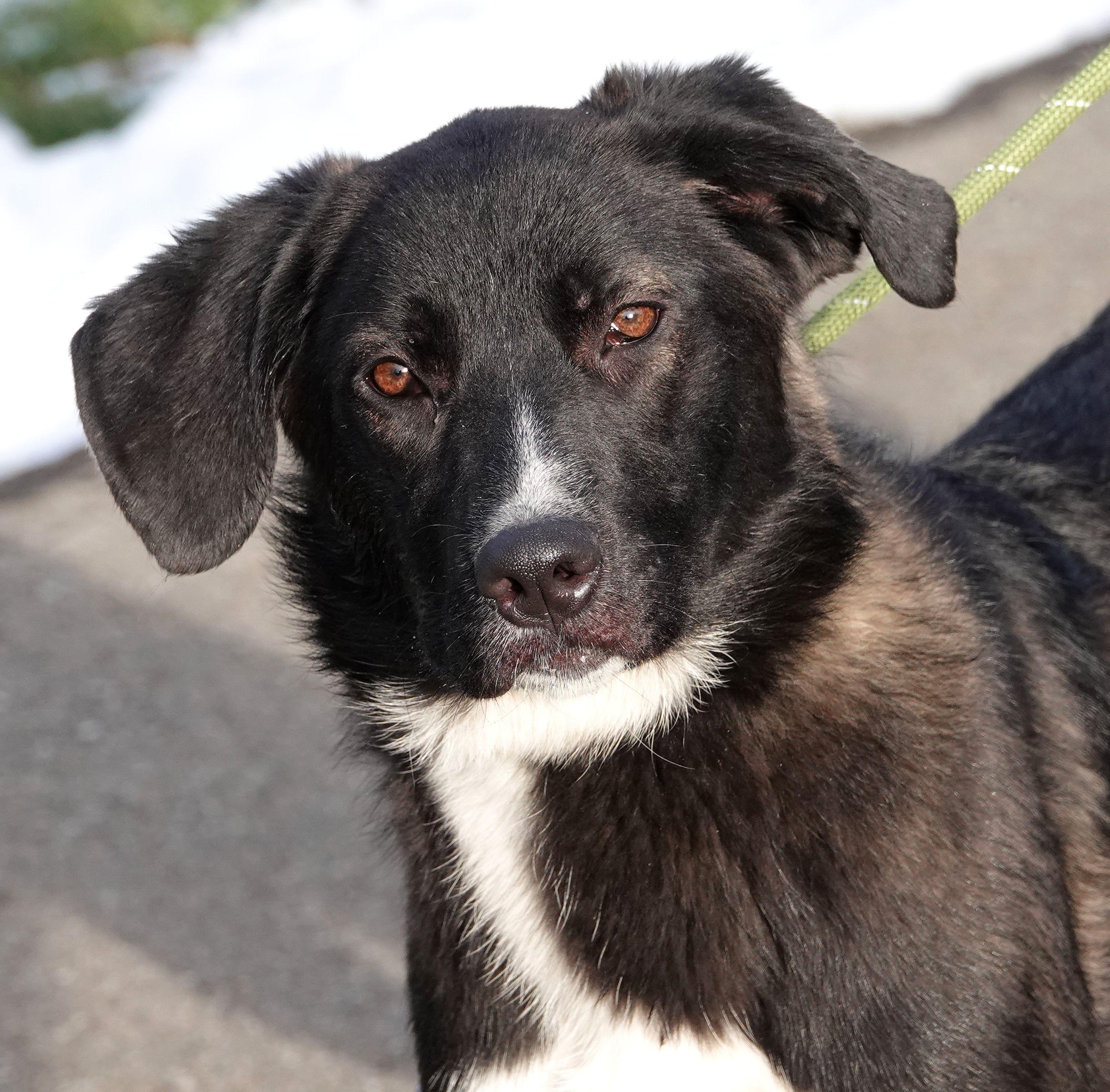 Prima , adoptable, Young Female Australian Shepherd.