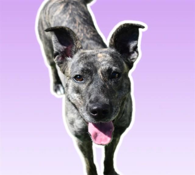 JOSIE, Adoptable, Adult Female Plott Hound & Mixed Breed.