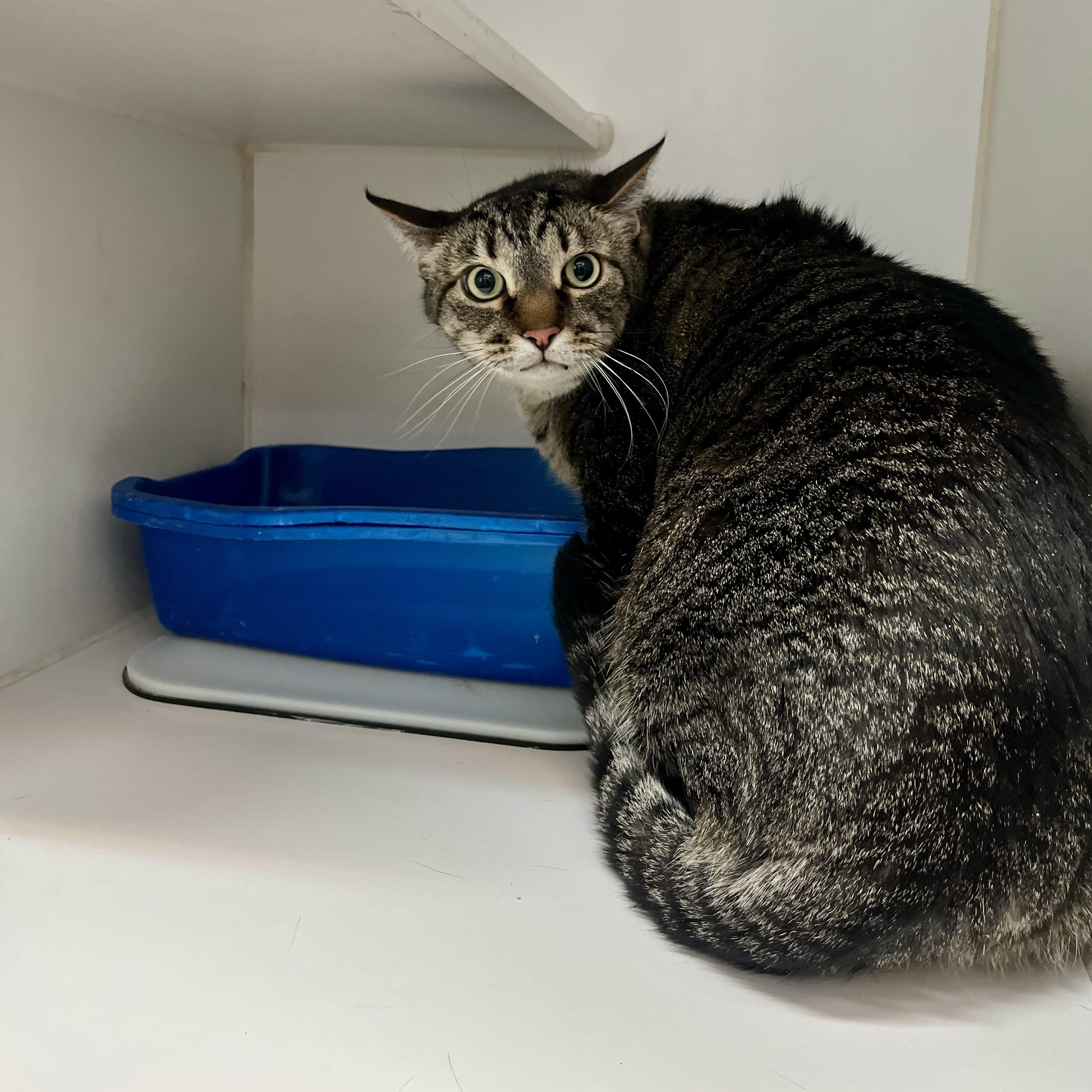 Bo, a ADOPTABLE Domestic Medium Hair in Las Vegas, NV image 1/3